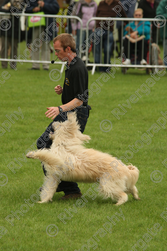 AWC 7277 
 Keywords: 2010, Kent, MDS Shows Ltd, Paws in the Park, Richard Curtis, arena demonstrations, paddock wood, whizzy