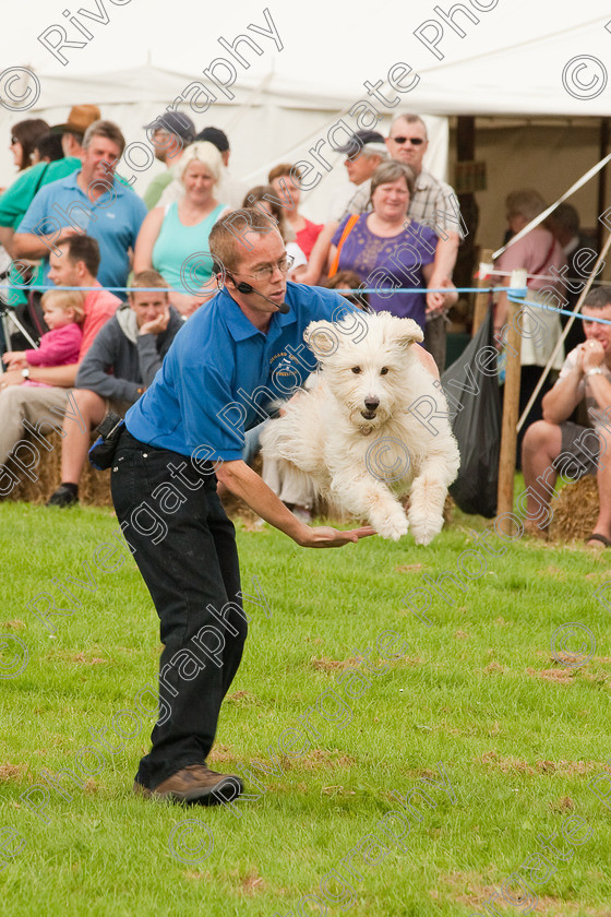 AWC 1376 
 Wanborough Country Show, August 2009, Richard Curtis' K9freestyle Dancing Dog Arena Display 
 Keywords: 2009, arena demonstration, arena display, august, canine freestyle, dog dancing, dog display, England, heelwork to music, k9freestyle, Lynch Field, Lynch Field, Wanborough, Wiltshire, England, UK, richard curtis, UK, wanborough country show, Wanborough, Wiltshire