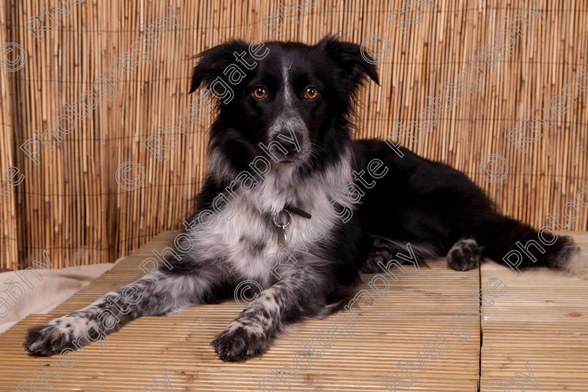 AWC 9491 
 Keywords: 2009, Ower, dogs, july, portraits, wellow agility club