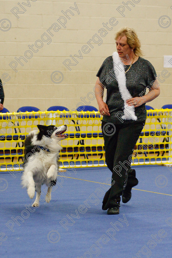 AWC 6467 
 Keywords: 2009, Barnard Castle, County Durham, DL12 8DS, Judges: Jackie Clarke, May, Northern Mutts N Music, Royal Canin, Starters Freestyle, Strathmore Road, Teesdale Sports Centre, canine freestyle, competition, heelwork to music