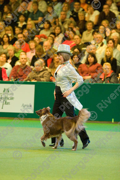 IMG 7563 
 Keywords: 2008, Arena, Display, NEC, birmingham, canine freestyle, crufts, dancing, dogs, heelwork to music, htm, march, performance