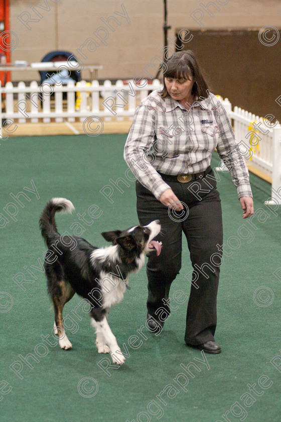 AWC 3703 
 Keywords: 2009, England, UK, Worcester, Worcestershire, april, competition, heelwork to music, jackie dejong, westglen