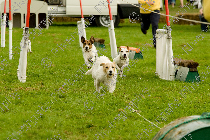 AWC 1815 
 Keywords: England, Lynch Field, UK, Wanborough, Wiltshire, arena demonstration, arena display, cyril the squirrel, terrier racing, wanborough country show