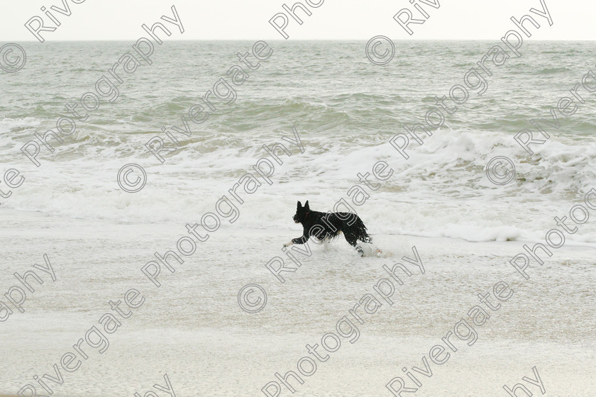 AWC 4214 
 Hengistbury Head, Richard Curtis' dogs on the beach 
 Keywords: 2008, beach, border collie, december, dogs, hengistbury head, random dog, running through surf, unknown dog