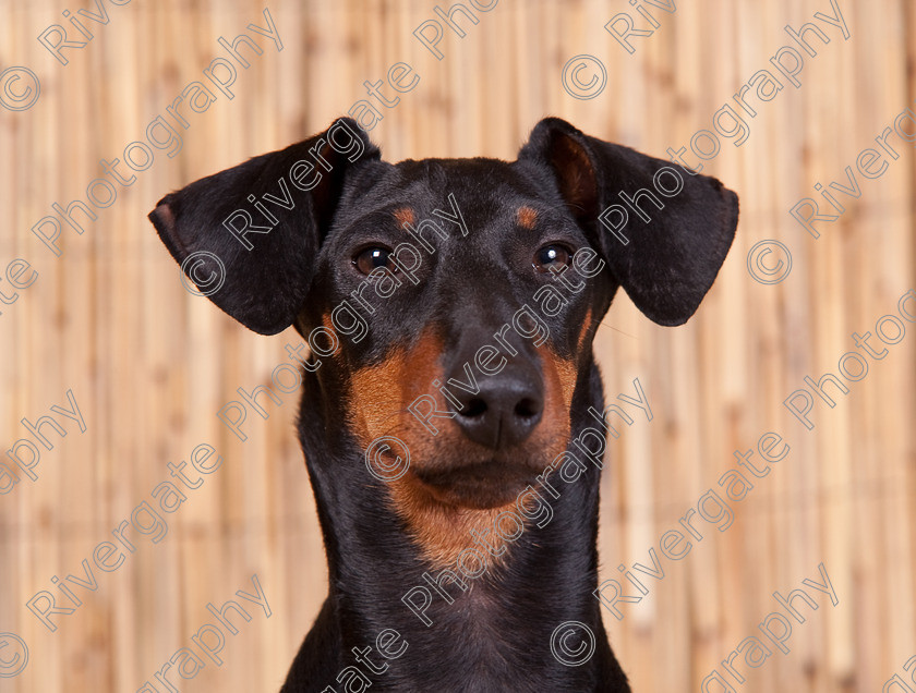 AWC 9593 
 Keywords: 2009, Ower, dogs, july, portraits, wellow agility club