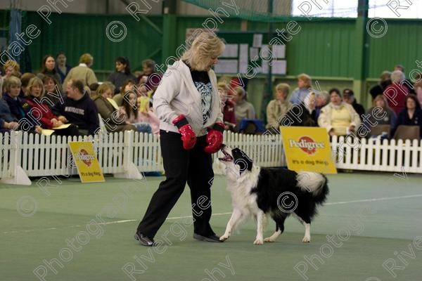 IMG 0030 
 Heelwork to Music and Canine Freestyle events and competition in 2006 held at the Connexion Leisure Centre, Ryton-on-Dunsmore, Coventry. 
 Keywords: 2006, UK, competition, coventry, dog, dog dancing, dog sport, february, heelwork to music, k9freestyle, ryton on dunsmore