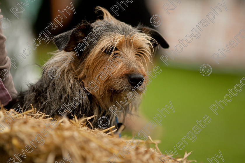 AWC 1573 
 Keywords: England, Lynch Field, UK, Wanborough, Wiltshire, wanborough country show