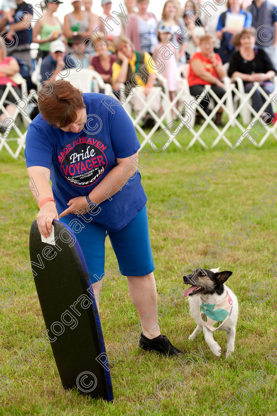 AWC 8136 
 Keywords: 2009, England, June, MDS Ltd, Paws in the Park, UK, broadlands, competition, hampshire, heelwork to music, paws in music, romsey