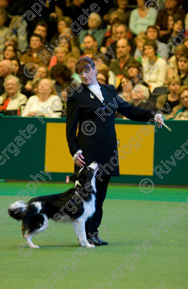 IMG 7590 
 Keywords: 2008, Arena, Display, Iatka Spring Spangle, NEC, WS, birmingham, canine freestyle, crufts, dancing, dogs, heelwork to music, htm, karen sykes, march, performance, working sheepdog