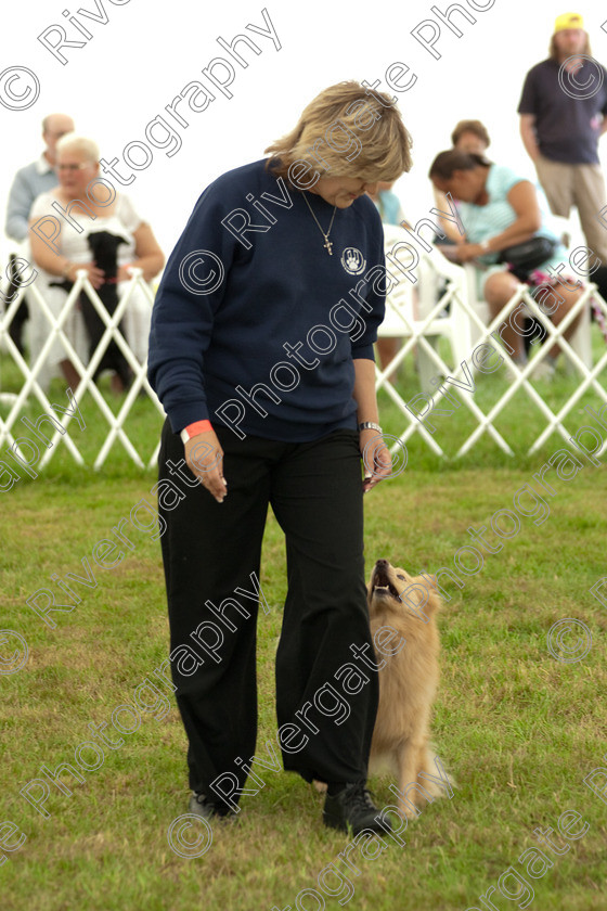 AWC 9024 
 Keywords: 2009, England, June, MDS Ltd, Paws in the Park, UK, broadlands, hampshire, heelwork to music competition, paws n music, romsey