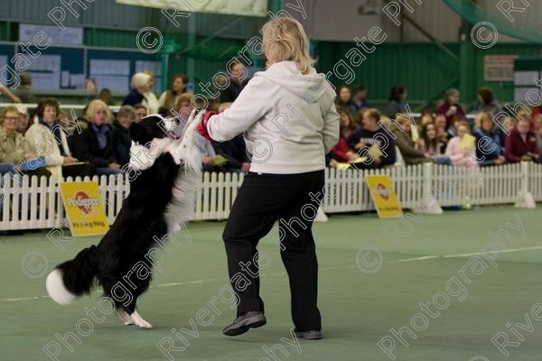 IMG 0031 
 Heelwork to Music and Canine Freestyle events and competition in 2006 held at the Connexion Leisure Centre, Ryton-on-Dunsmore, Coventry. 
 Keywords: 2006, UK, competition, coventry, dog, dog dancing, dog sport, february, heelwork to music, k9freestyle, ryton on dunsmore