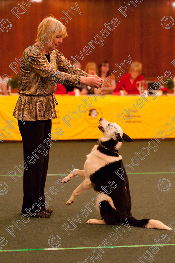 AWC 2825 
 Keywords: 2010, Intermediate Freestyle Part 2, alison davidson, april, heelwork to music, westglen