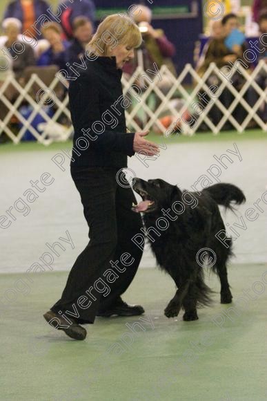 IMG 5959 
 Keywords: 2008, K9 Freestyle, Rugby DTC, canine freestyle, competition, connexions leisure centre, coventry, dancing dogs, february, heelwork to music, , ryton on dunsmore