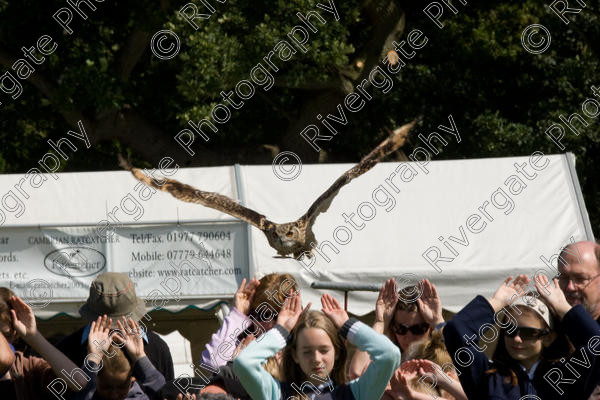 IMG 3477 
 Hatfield House Country Show 2008 Birds of Prey and Falconry 
 Keywords: Hatfield House Country Show, Birds of Prey, Falconry, Arena Demonstration, James McKay and son.