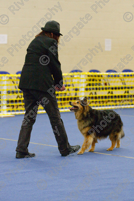 AWC 6478 
 Keywords: 2009, Barnard Castle, Blackgold Nelson, County Durham, DL12 8DS, Judges: Jackie Clarke, May, Northern Mutts N Music, Royal Canin, Starters Freestyle, Strathmore Road, Teesdale Sports Centre, Vera Sermon, border collie, canine freestyle, competition, heelwork to music