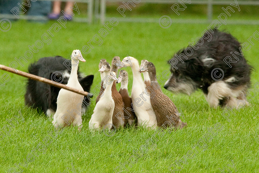 AWC 0801-2 
 Keywords: 0771 313 8528, 2009, England, Harrogate, North Yorkshire, UK, arena demonstration, arena display, august, duck herding, elaine hill, harrogate game fair, info@elainehill-sheepdogs.co.uk, sheepdog display