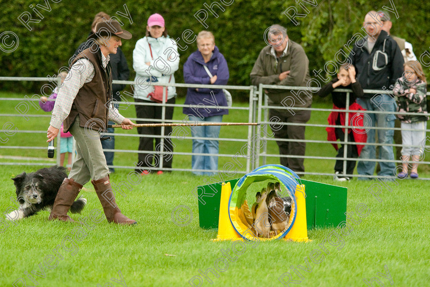 AWC 0793-2 
 Keywords: 0771 313 8528, 2009, England, Harrogate, North Yorkshire, UK, arena demonstration, arena display, august, duck herding, elaine hill, harrogate game fair, info@elainehill-sheepdogs.co.uk, sheepdog display