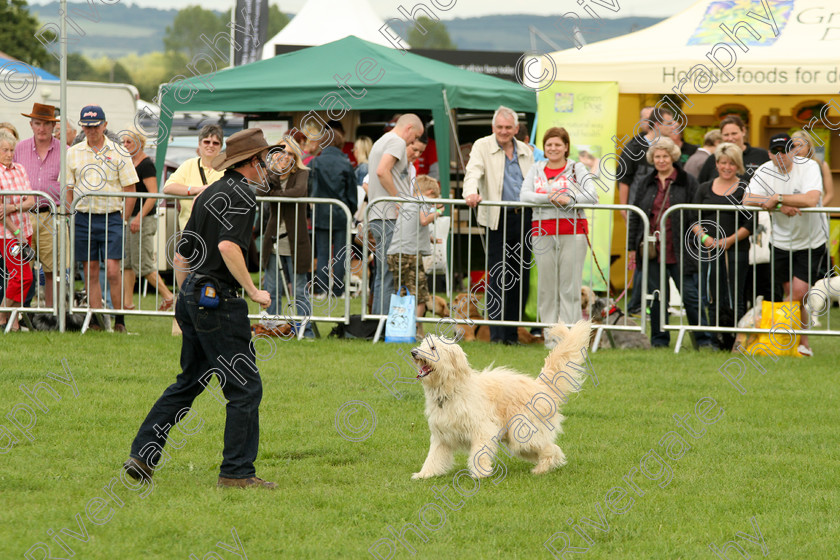 AWC 7499 
 Keywords: 2010, Kent, MDS Shows Ltd, Paws in the Park, Richard Curtis, arena demonstrations, heelwork to music, paddock wood, poodle cross border collie, whizzy