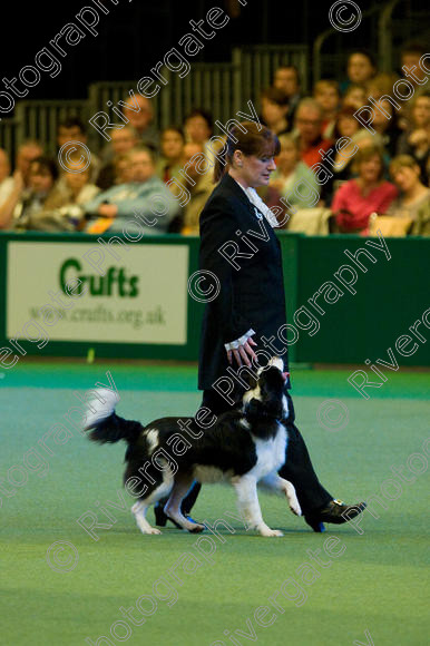 IMG 7589 
 Keywords: 2008, Arena, Display, Iatka Spring Spangle, NEC, WS, birmingham, canine freestyle, crufts, dancing, dogs, heelwork to music, htm, karen sykes, march, performance, working sheepdog