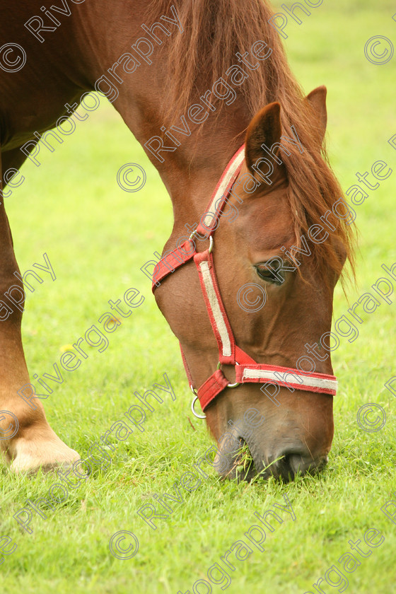 AWC 7607 
 Keywords: ANIMAL HEALTH TRUST, Gala Day, KENTFORD, Lanwades Park, Newmarket, Suffolk, grass, grazing, green, horse