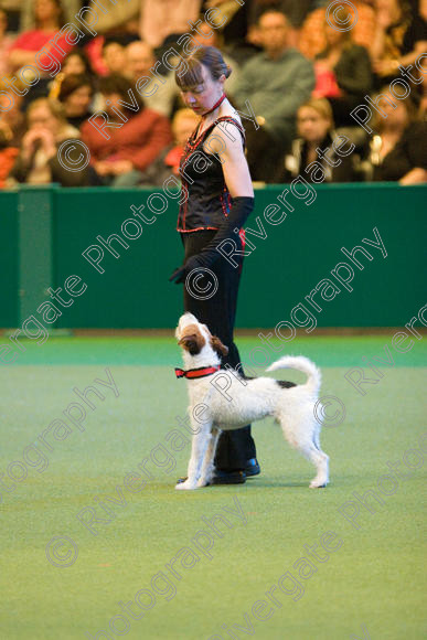 IMG 7441 
 Carol Wallace with Last of the Summer Wine performing Heelwork to Music at Crufts 2008 in the Arena at the NEC Birmingham 
 Keywords: 2008, Arena, Display, Jack Russell, Last of the Summer Wine, NEC, birmingham, canine freestyle, carol wallace, crufts, dancing, dogs, heelwork to music, htm, march, performance