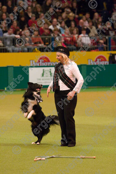 IMG 7341 
 Keywords: 2008, Arena, BC, Display, Kinaway Doctor Watson, NEC, birmingham, border collie, canine freestyle, carole dodson, crufts, dancing, dogs, heelwork to music, htm, march, performance