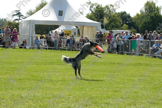 AWC 0878 
 Paws in the Park 2008 at The Hop Farm, Paddock Wood, Kent, organised by MDS Ltd 
 Keywords: 2008, arena demonstration, arena display, country show, display, paddock wood, paws in the park, richard curtis, september, the hop farm