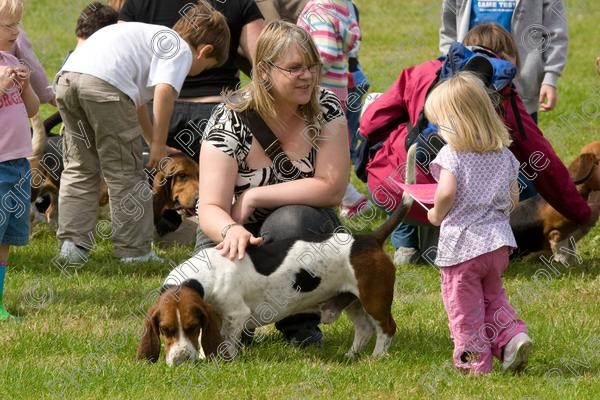 IMG 3190 
 Hatfield House Country Show 2008 Albany Bassett Hounds 
 Keywords: albany bassett hounds, hatfield house country show, meet and greet, pet, stroke