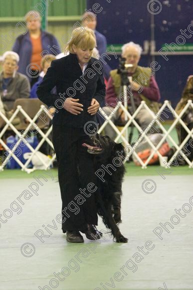 IMG 5961 
 Keywords: 2008, K9 Freestyle, Rugby DTC, canine freestyle, competition, connexions leisure centre, coventry, dancing dogs, february, heelwork to music, , ryton on dunsmore