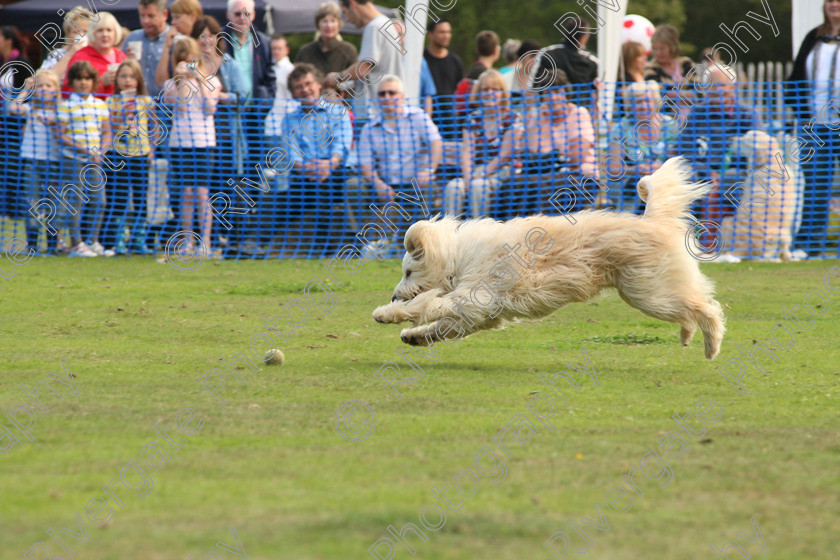 AWC 7002 
 Keywords: 2010, Chobham, Millbrook Animal Centre, RSPCA, Richard Curtis, arena demonstration, september