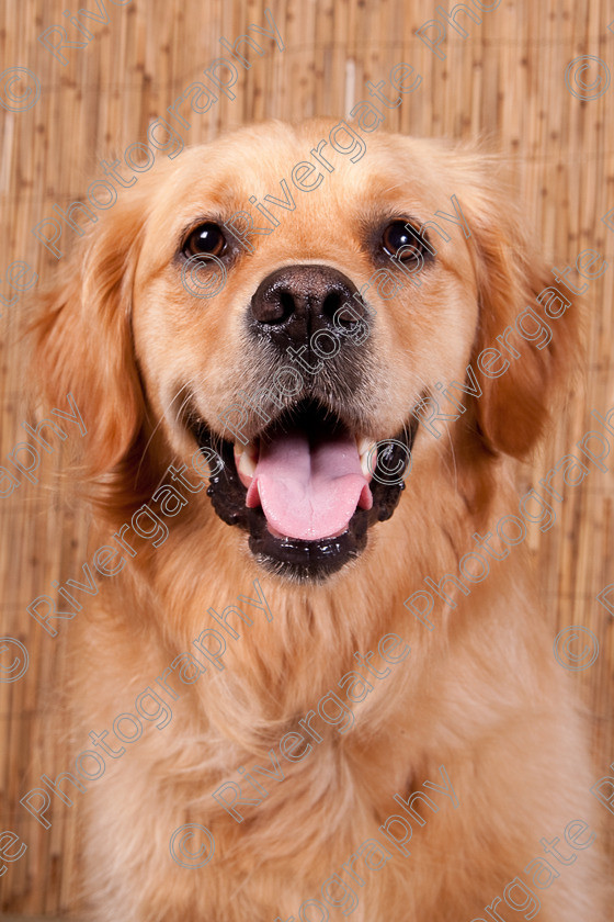 AWC 9668 
 Keywords: 2009, Ower, dogs, july, portraits, wellow agility club