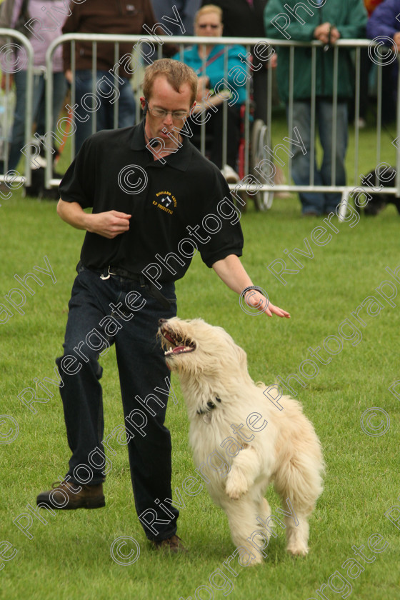 AWC 7261 
 Keywords: 2010, Kent, MDS Shows Ltd, Paws in the Park, Richard Curtis, arena demonstrations, paddock wood, whizzy