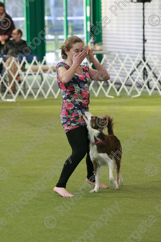 AWC 0272 
 Keywords: Nicci Hindson, heelwork to music competition, rugby dog club