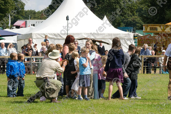 IMG 3505 
 Hatfield House Country Show 2008 Birds of Prey and Falconry 
 Keywords: Hatfield House Country Show, Birds of Prey, Falconry, Arena Demonstration, James McKay and son.