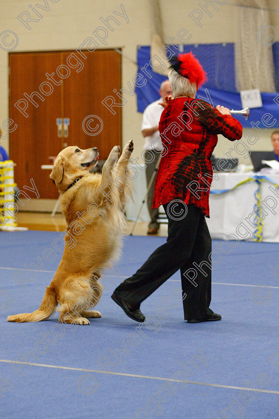 AWC 6614 
 Keywords: 2009, Barnard Castle, Class 6a, County Durham, DL12 8DS, Jeannette Fife, Judges: Penny Draper, May, Northern Mutts N Music, Novice Freestyle, Rainscourt Zi Folly, Richard Curtis, Royal Canin, Strathmore Road, Teesdale Sports Centre, annette lowe, canine freestyle, competition, golden retriever, heelwork to music