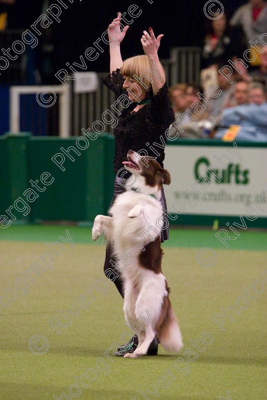 IMG 7331 
 Crufts Heelwork to Music and Canine Freestyle Competition Finals 
 Keywords: 2008, Arena, Display, NEC, WS, birmingham, canine freestyle, crufts, dancing, dogs, heelwork to music, htm, kath hardman, march, performance, reflections of ginger, working sheepdog