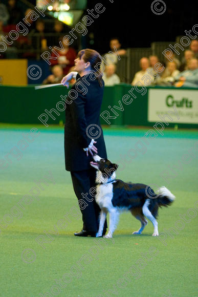 IMG 7588 
 Keywords: 2008, Arena, Display, Iatka Spring Spangle, NEC, WS, birmingham, canine freestyle, crufts, dancing, dogs, heelwork to music, htm, karen sykes, march, performance, working sheepdog