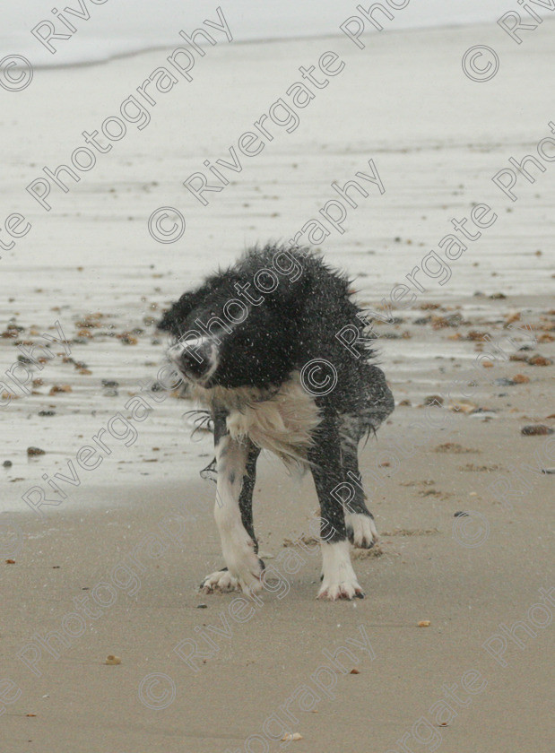 AWC 4229 
 Hengistbury Head, Richard Curtis' dogs on the beach 
 Keywords: 2008, beach, border collie, december, dogs, hengistbury head, random dog, running through surf, unknown dog