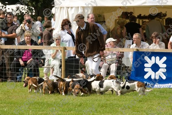 IMG 3187 
 Hatfield House Country Show 2008 Albany Bassett Hounds 
 Keywords: albany bassett hounds, hatfield house country show, meet and greet, pet, stroke