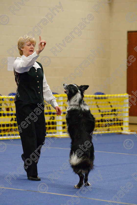 AWC 5926 
 Keywords: 2009, Barnard Castle, Chance of Freedom, County Durham, DL12 8DS, Intermediate Heelwork to Music, May, Northern Mutts N Music, Royal Canin, Strathmore Road, Sue Leyland, Teesdale Sports Centre, border collie, canine freestyle, competition, heelwork to music