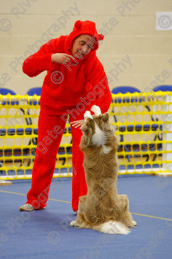 AWC 6794 
 Keywords: 2009, Ann Derizzio, Barnard Castle, Class 6b, County Durham, DL12 8DS, Heather Smith, Judges: Cathy Bates, May, Northern Mutts N Music, Royal Canin, Stillmore Lily the pink at Jessiebees, Strathmore Road, Teesdale Sports Centre, border collie, canine freestyle, competition, heelwork to music, maggie backhouse