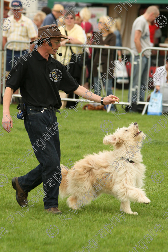 AWC 7490 
 Keywords: 2010, Kent, MDS Shows Ltd, Paws in the Park, Richard Curtis, arena demonstrations, heelwork to music, paddock wood, poodle cross border collie, whizzy