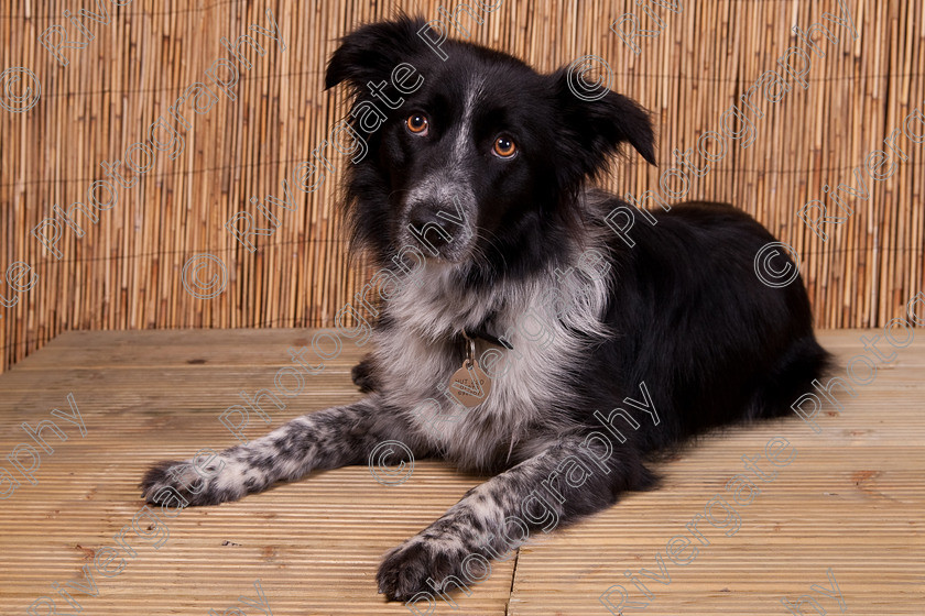 AWC 9478 
 Keywords: 2009, Ower, dogs, july, portraits, wellow agility club