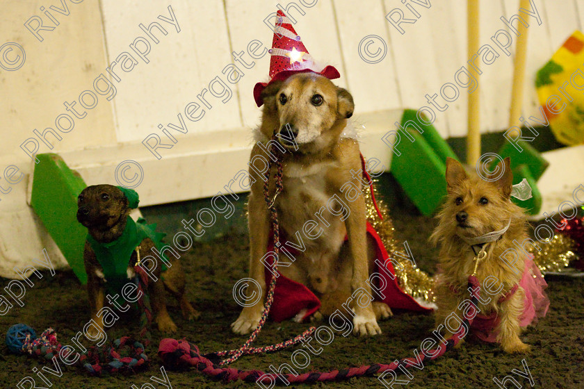 AWC 8078 
 Keywords: 2009, Fancy Dress, Xmas Party, december, dogs, wellow agility club