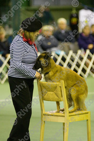 IMG 5821 
 Keywords: 2008, K9 Freestyle, Rugby DTC, canine freestyle, competition, connexions leisure centre, coventry, dancing dogs, february, heelwork to music, , ryton on dunsmore