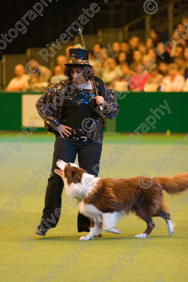 IMG 7368 
 Ann De Rizzio with Stillmoor Touch of Spice performing at Crufts 2008 in the Arena at the NEC Birmingham 
 Keywords: 2008, Arena, BC, Display, NEC, Stillmoor Touch of Spice, ann de rizzio, birmingham, border collie, canine freestyle, crufts, dancing, dogs, heelwork to music, htm, march, performance