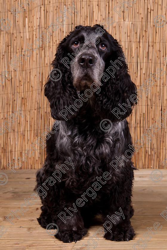 AWC 9475 
 Keywords: 2009, Ower, dogs, july, portraits, wellow agility club