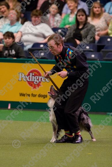 IMG 7238 
 Crufts Heelwork to Music and Canine Freestyle Competition Finals 
 Keywords: 2008, Arena, Display, NEC, birmingham, canine freestyle, crufts, dancing, dogs, heelwork to music, htm, march, performance, pogo, pot black routine, richard curtis