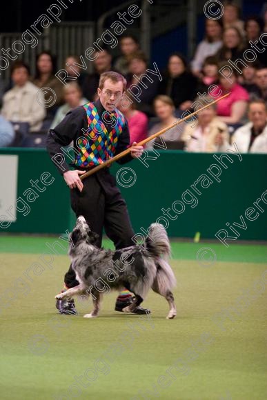 IMG 7246 
 Crufts Heelwork to Music and Canine Freestyle Competition Finals 
 Keywords: 2008, Arena, Display, NEC, birmingham, canine freestyle, crufts, dancing, dogs, heelwork to music, htm, march, performance, pogo, pot black routine, richard curtis