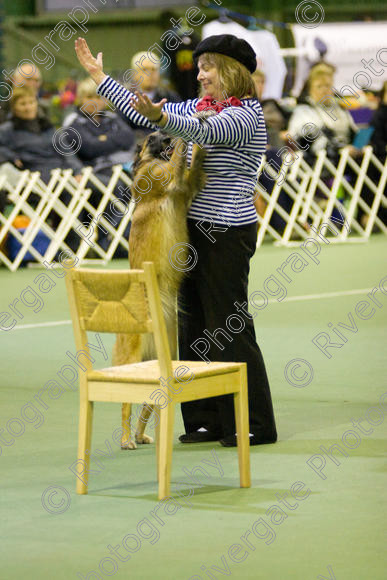 IMG 5827 
 Keywords: 2008, K9 Freestyle, Rugby DTC, canine freestyle, competition, connexions leisure centre, coventry, dancing dogs, february, heelwork to music, , ryton on dunsmore